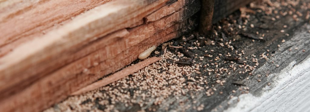 What Does Woodworms Look Like? | Avant Garde Damp Solutions